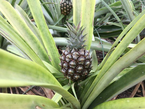 Pineapples St. Anthony